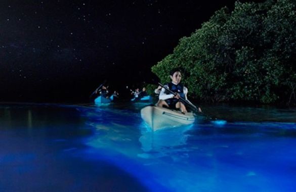 Bioluminescent Kayaking/Bindlestiff Tours Bioluminescent Kayaking/Bindlestiff Tours