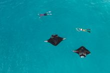 The Westin Maldives Miriandhoo Resort - Snorkeling with Manta Rays