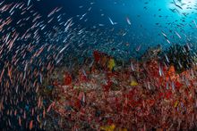 The Westin Maldives Miriandhoo Resort - Diver's Paradise in Baa Atoll