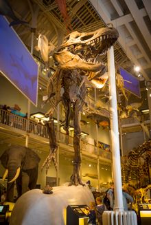 Fossil of a Tyrannosaurus rex standing upright among other animal exhibits at National Museum Scotland, Edinburgh.