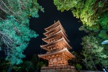 (Night Sightseeing) Ninna-ji Temple Light-up
