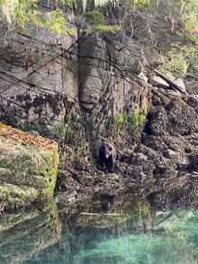 Bear in Great Bear Rainforest whilst staying at Farewell Harbour Lodge