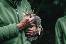 Kiwi in arms of handler