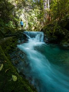Brook Waimarama Sanctuary Waterfall 