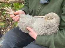 Kiwi in arms of handler