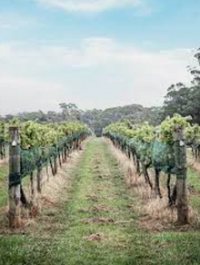 Centennial Vineyard, Bowral