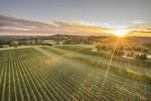 Centennial Vineyards, Bowral, Southern Highlands