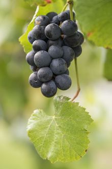 Grapes on the vine at Centennial Vineyards, Bowral.
