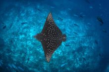 A ray swimming in clear blue Maldivian water.