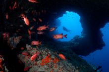 The waters surrounding Kandooma are teeming with underwater life.