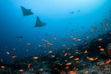 Kandooma is on the doorstep to some of the Top 10 dive sites in the Maldives