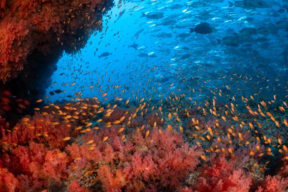 Discover the magic of the big blue with Kandooma Maldives, World Travel Award Winner - Maldives Leading Dive Resort 2025. Discover the magic of the big blue with Kandooma Maldives, World Travel Award Winner - Maldives Leading Dive Resort 2025.