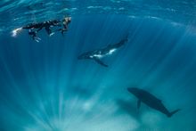 Swimming with Humpback Whales