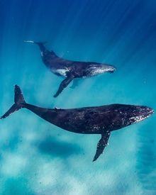 Humpback whales at Ningaloo Reef, Western Australia