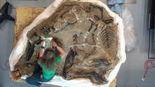 Dueling Dinosaurs Exhibit
