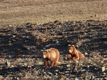 India: Brown Bear
