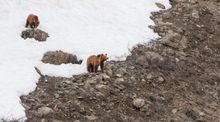 India: Brown Bear