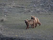 Brown Bear, India