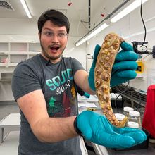 Kerry Walton holds the tip of one of the longer tentacles of a colossal squid, Te Papa, 2025.