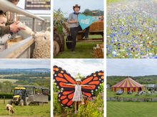 Cotswold Farm Park summer