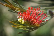 Grevillea coccinea