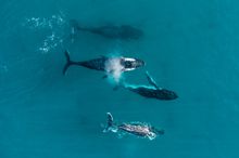 Whale Watching, Dunsborough