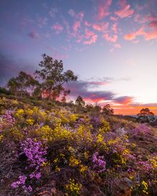 Wildflowers at Lions Lookout, Korung Natioanl Park.