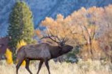 Elk can often be heard - and seen - bugling in the northern part of Yellowstone National Park. 