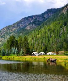 Moose can sometimes be seen wandering around Little Indian Lake.