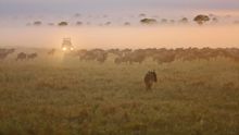 The Great Migration - Four Seasons Serengeti