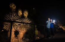 Desert Botanical Garden Flashlight Tours