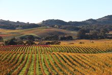 Sonoma Valley in Autumn