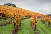 Autumn Vines