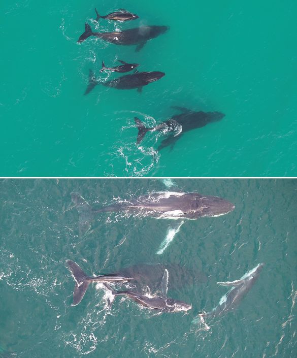 McGovern_et_al_2025_Aquatic_Mammals McGovern_et_al_2025_Aquatic_Mammals
