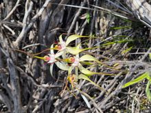 Spider Orchids. Supplied by Australia's Golden Outback