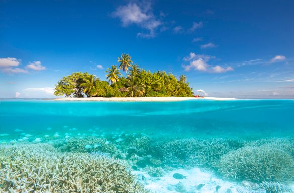 W Maldives House Reef