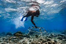 MARS Sustainable Solutions Reef Star Installation