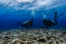 MARS Sustainable Solutions Reef Star Installation