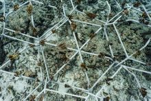 MARS Sustainable Solutions Reef Star Installation