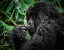 Gorilla in Volcanoes National Park, Rwanda