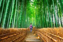 Cruise & Stay in Japan