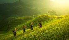 Farmers on rice fields