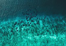Manta Rays in Ocean