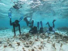 Divers doing coral restoration in the Maldives