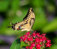 Swallowtail butterfly