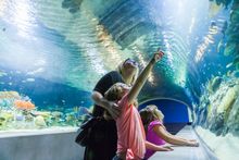 Great Barrier Reef Tunnel at OdySea Aquarium