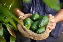 Avocado farm, near Pemberton.