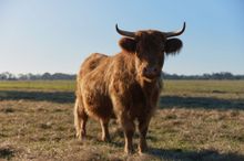 Willow Wood Glamping Retreat - Margaret River Region. Cattle Experience