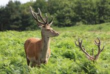 Deer at Bradgate Park
