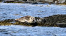 Discovering wildlife with Seafari Adventures, Oban Discovering wildlife with Seafari Adventures, Oban